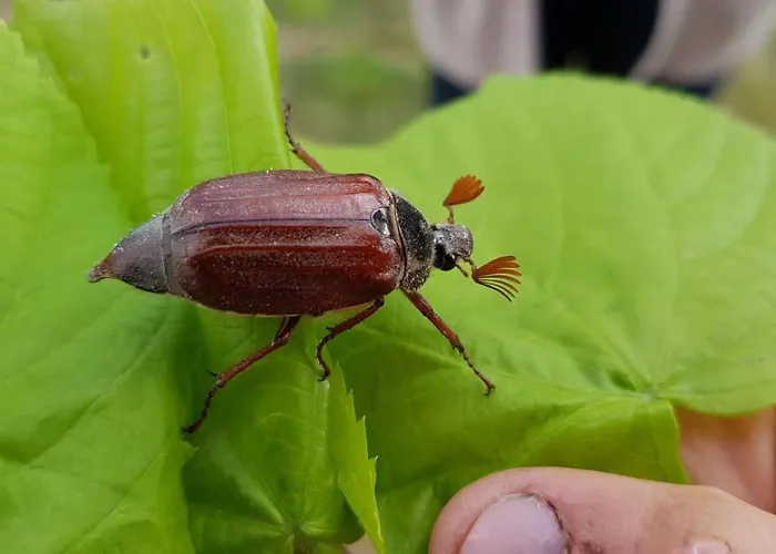 Gutshof - & Lägenhet *